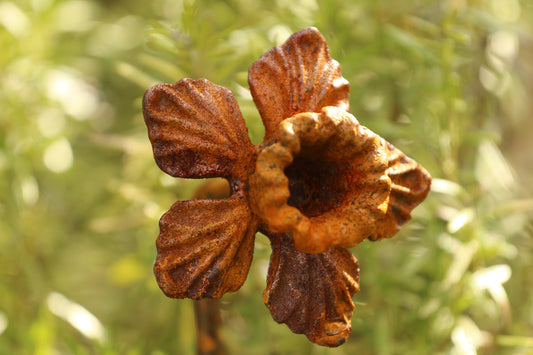 Rusty Daffodil Plant Stake / Plant Support